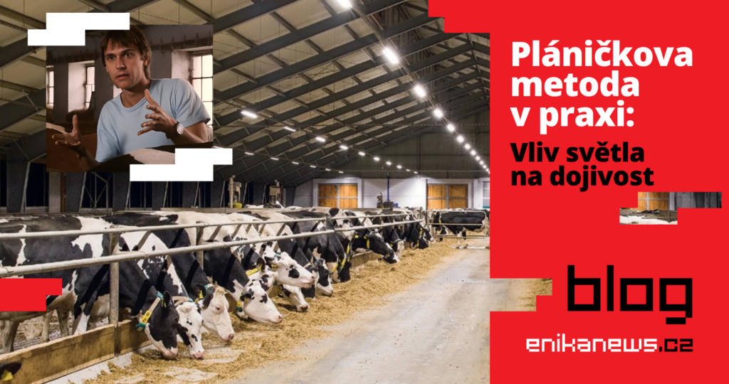 Úvodní fotografie k blogovému článku na webu enikanews.cz s názvem: “Pláničkova metoda v praxi” –  vliv světla na dojivost!